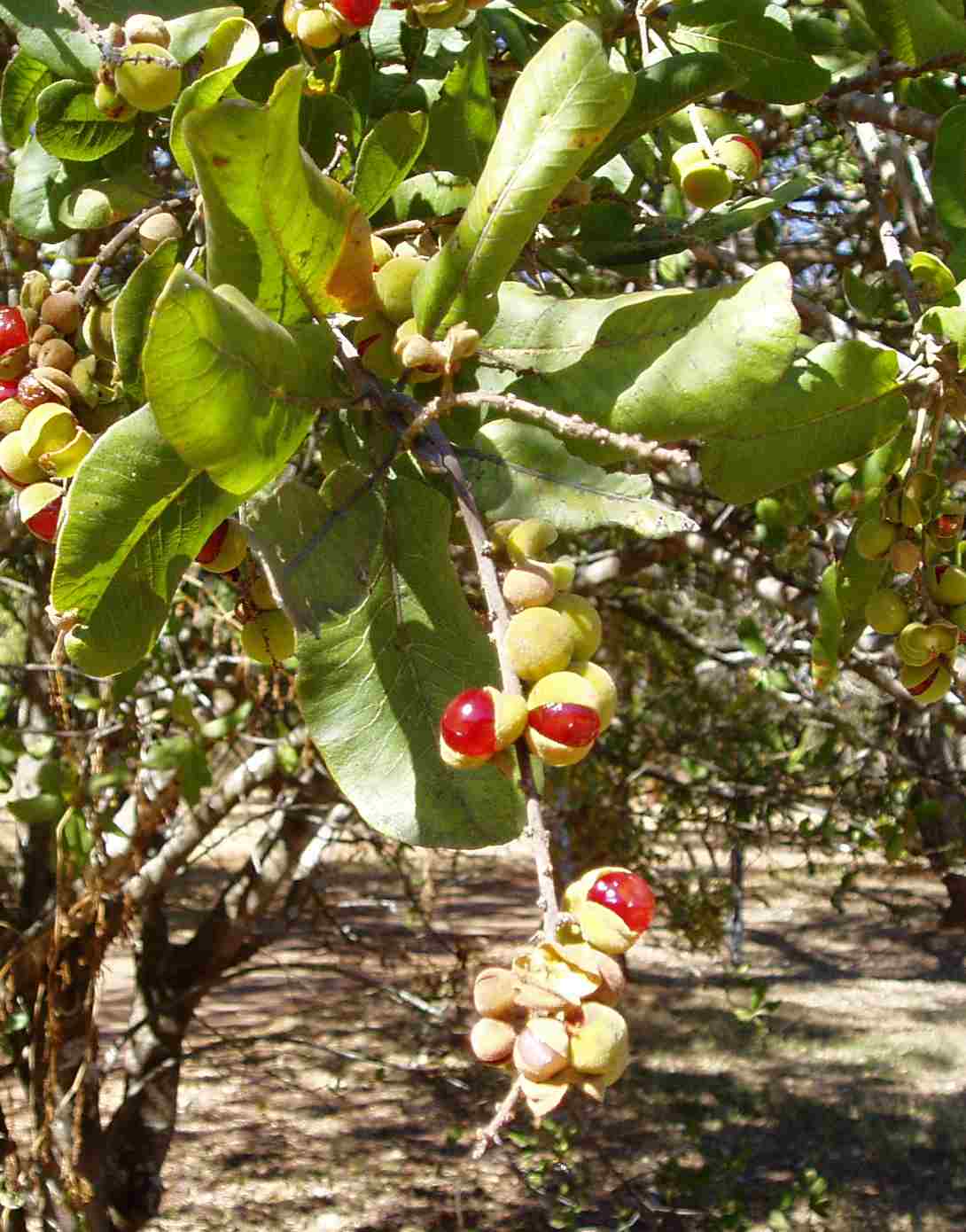 Pappea capensis Pappea capensis