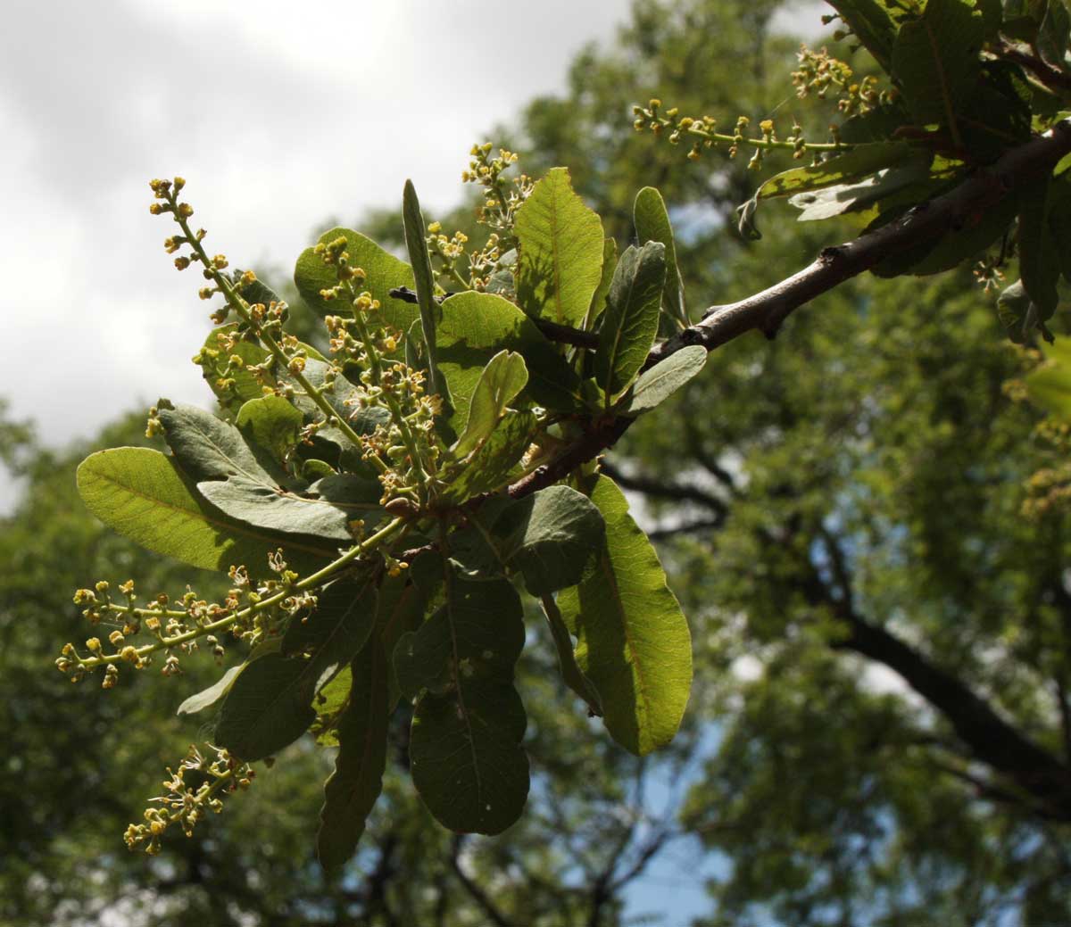 Pappea capensis Pappea capensis