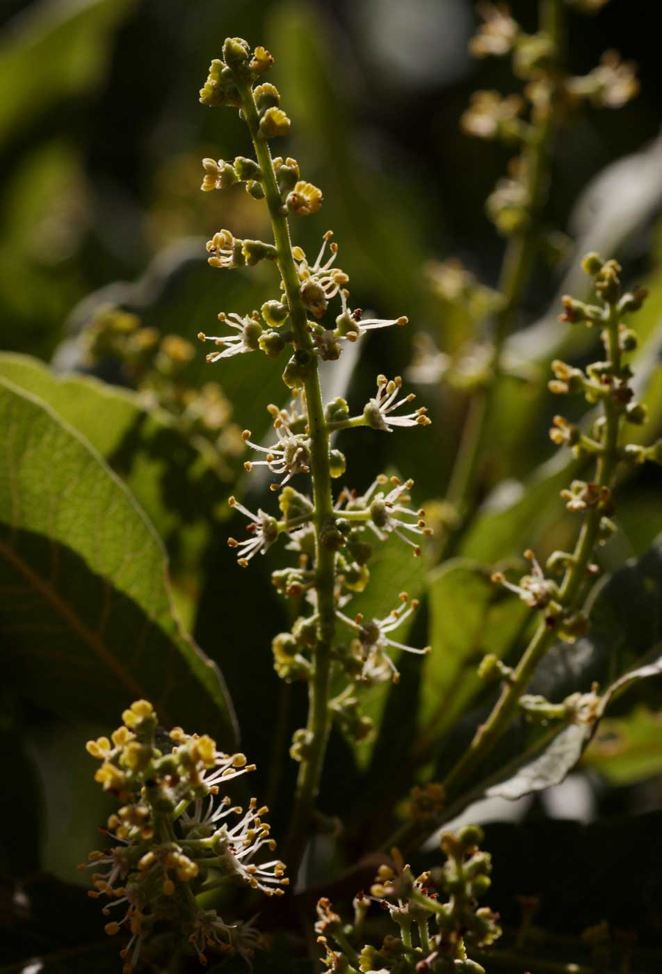 Pappea capensis Pappea capensis