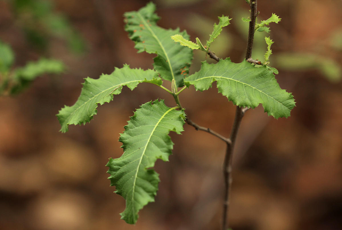 Pappea capensis Pappea capensis