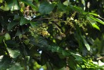 Aporrhiza paniculata