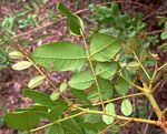Zanha africana
