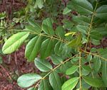 Zanha africana