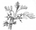 Zanha africana