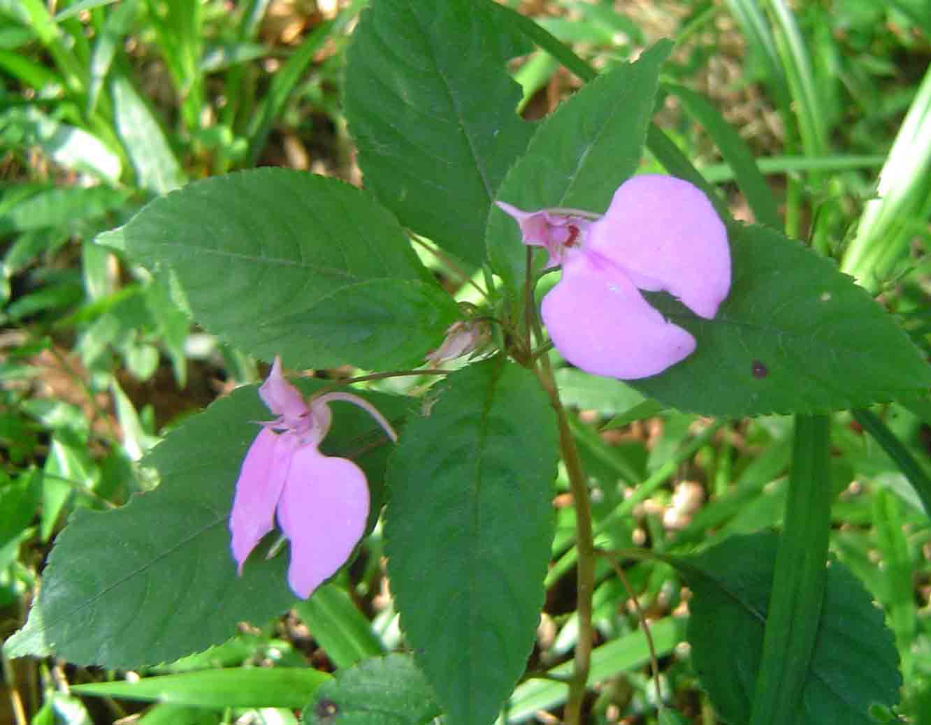 Impatiens cecilii subsp. cecilii