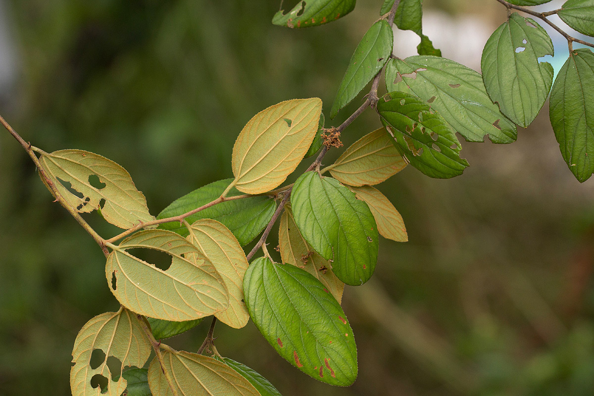 Ziziphus abyssinica Ziziphus abyssinica