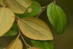 Ziziphus abyssinica