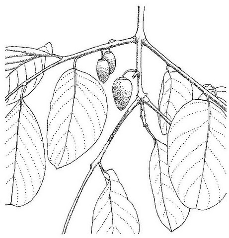Berchemia discolor Berchemia discolor
