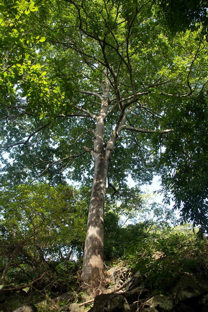 Berchemia discolor