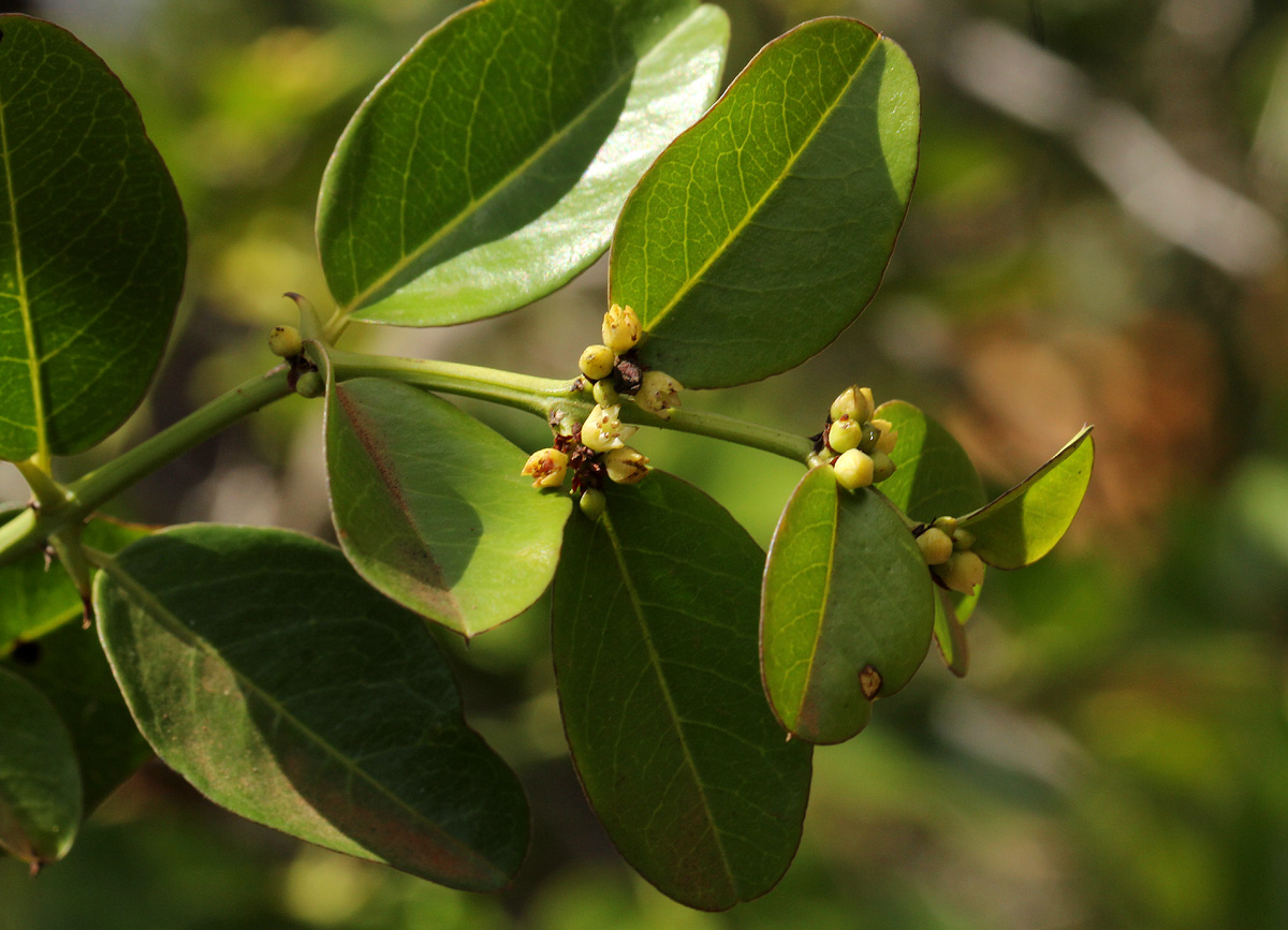 Scutia myrtina