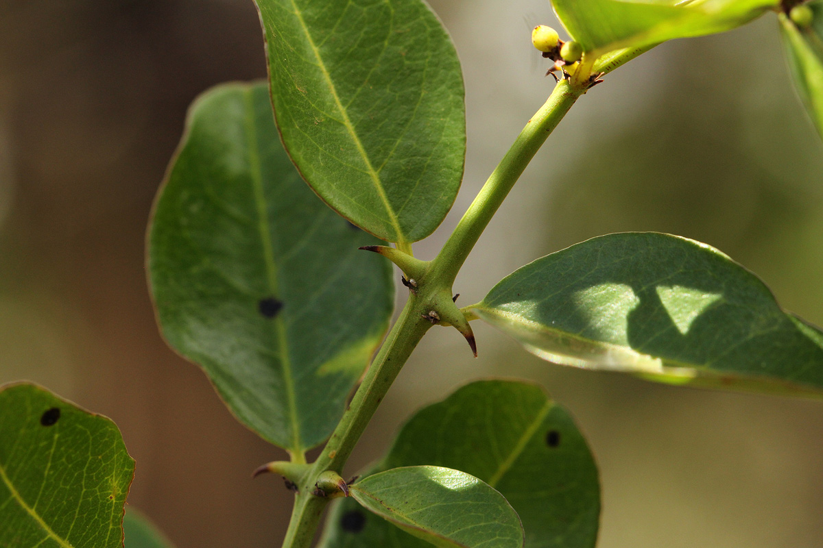 Scutia myrtina