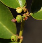 Scutia myrtina