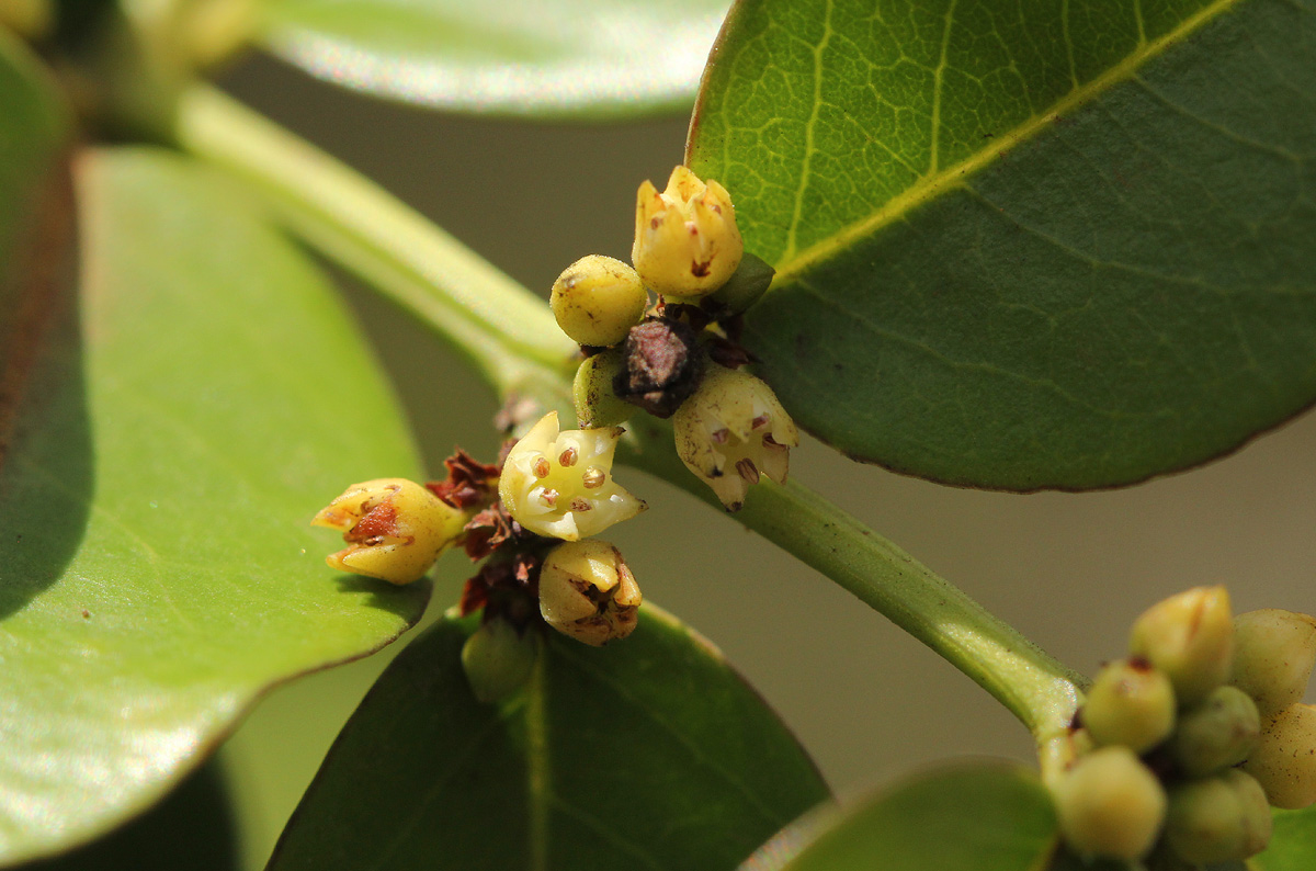 Scutia myrtina
