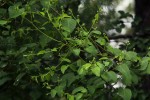 Helinus integrifolius