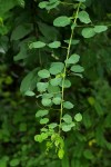 Helinus integrifolius