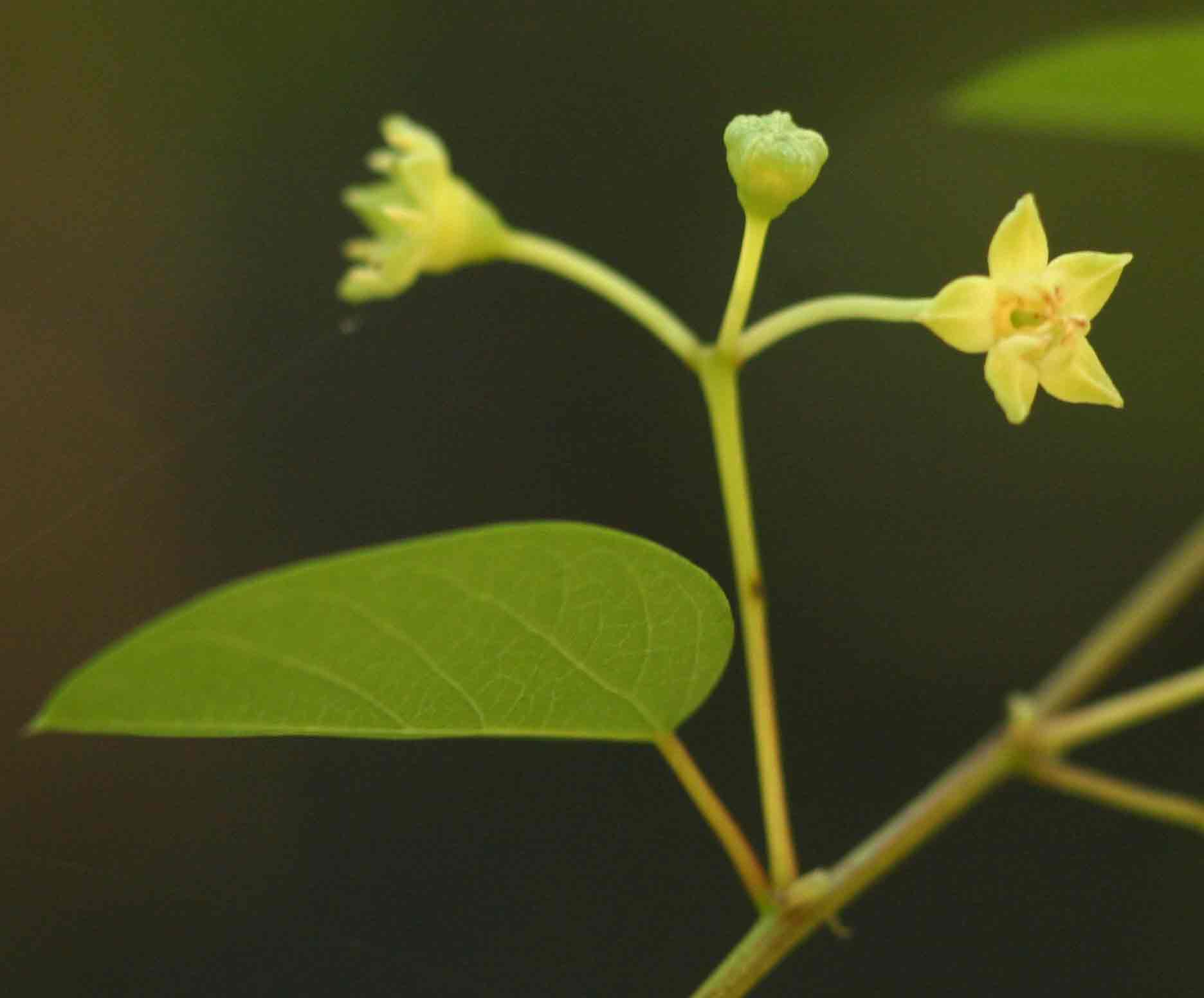 Helinus integrifolius
