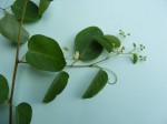 Helinus integrifolius