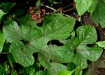 Ampelocissus africana var. africana