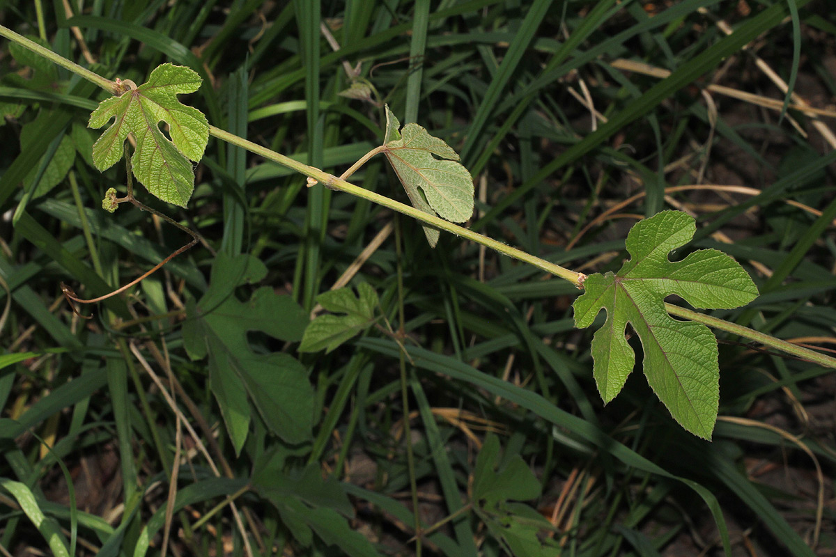 Ampelocissus africana var. africana