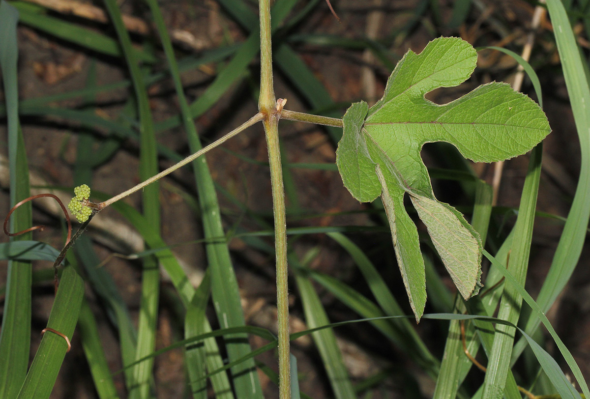 Ampelocissus africana var. africana