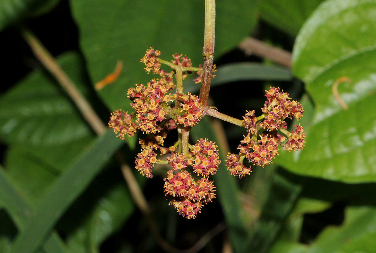 Ampelocissus africana var. africana