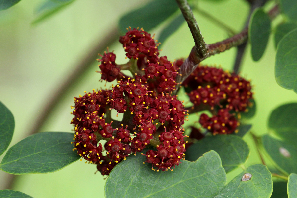 Ampelocissus africana var. africana