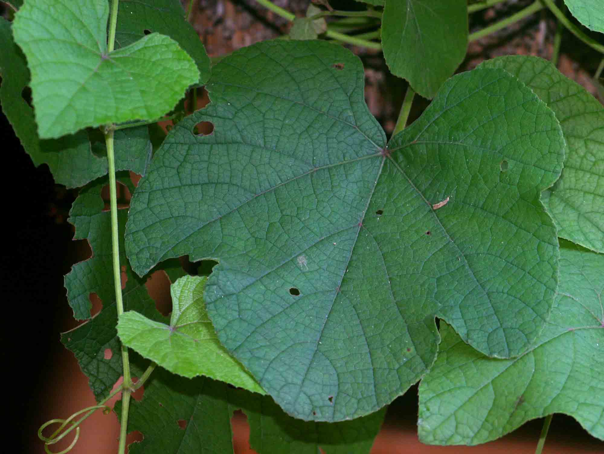 Ampelocissus africana var. africana