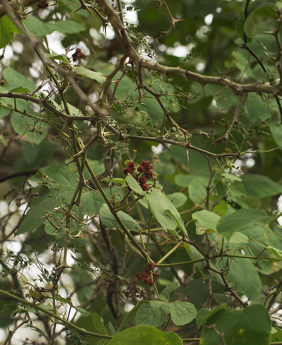 Ampelocissus africana var. africana