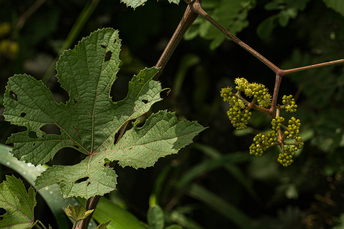 Ampelocissus africana var. africana