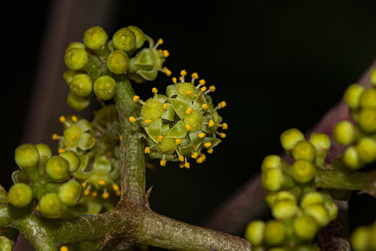 Ampelocissus africana var. africana
