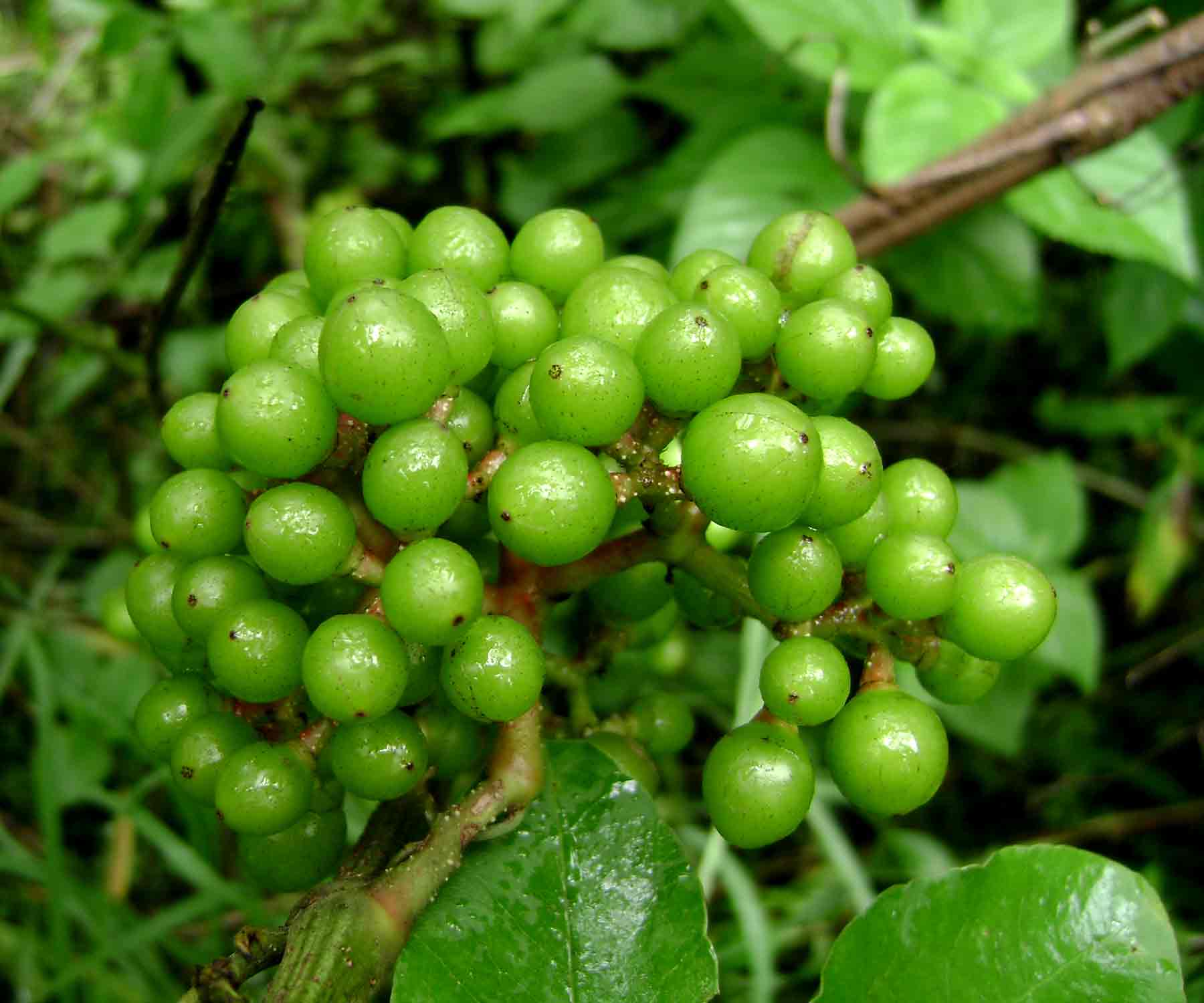 Ampelocissus africana var. africana Ampelocissus africana var. africana