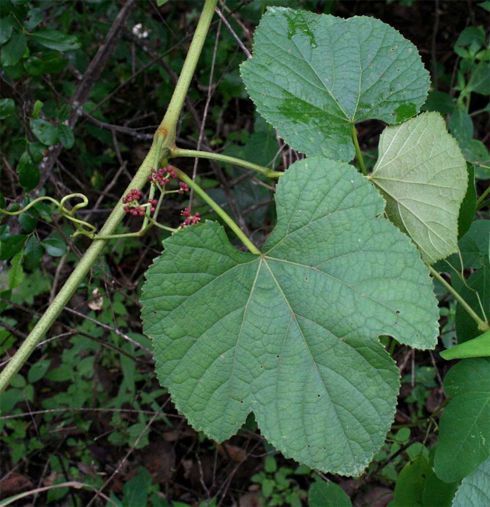Ampelocissus africana var. africana Ampelocissus africana var. africana