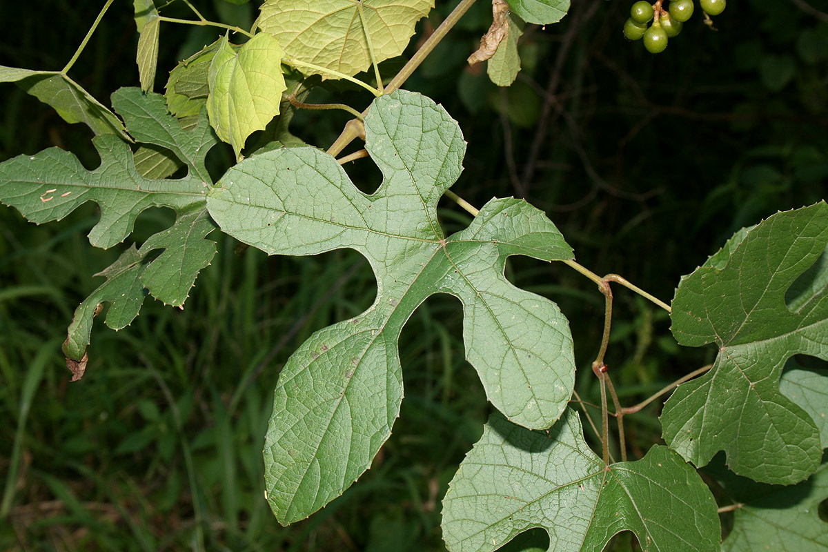 Ampelocissus africana var. africana Ampelocissus africana var. africana