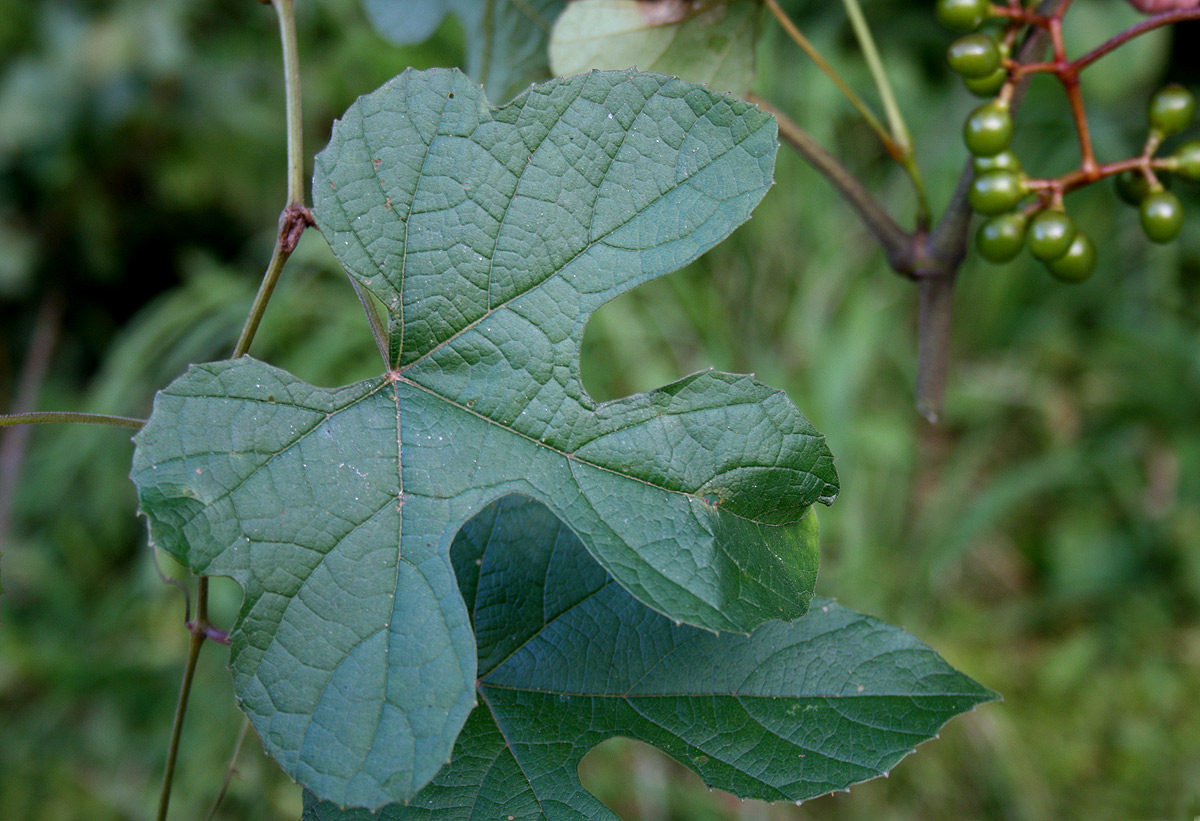 Ampelocissus africana var. africana Ampelocissus africana var. africana