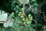 Ampelocissus africana var. africana