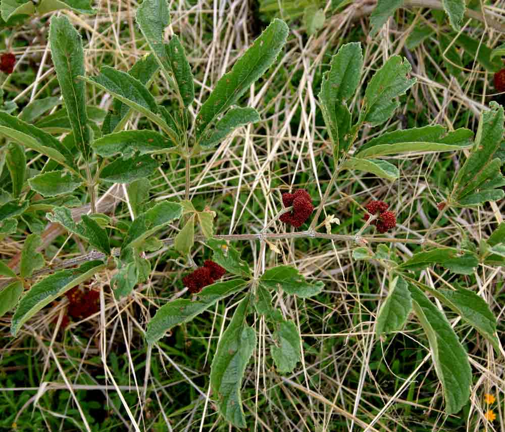 Ampelocissus obtusata subsp. kirkiana Ampelocissus obtusata subsp. kirkiana