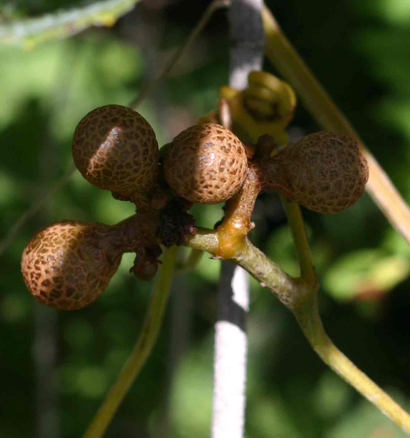 Ampelocissus obtusata subsp. kirkiana Ampelocissus obtusata subsp. kirkiana