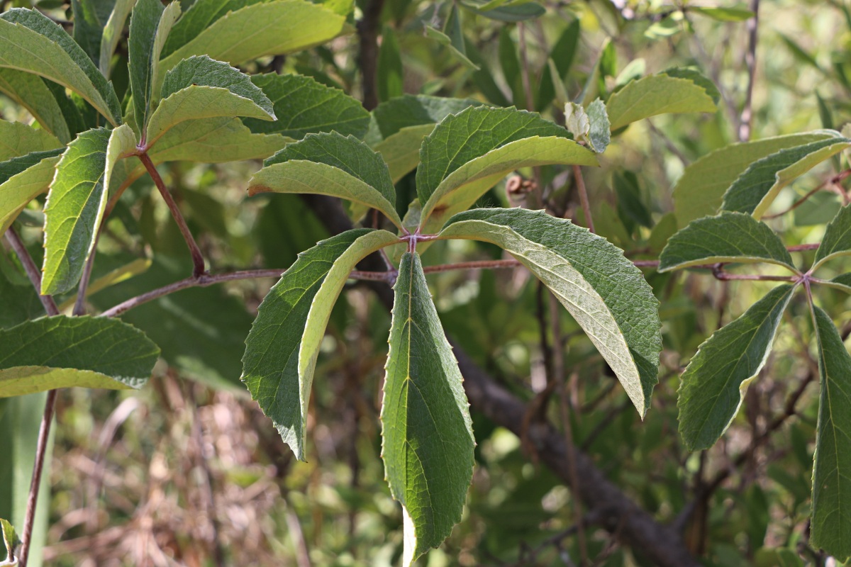 Ampelocissus obtusata subsp. kirkiana Ampelocissus obtusata subsp. kirkiana