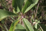 Ampelocissus obtusata subsp. kirkiana