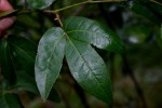 Rhoicissus revoilii