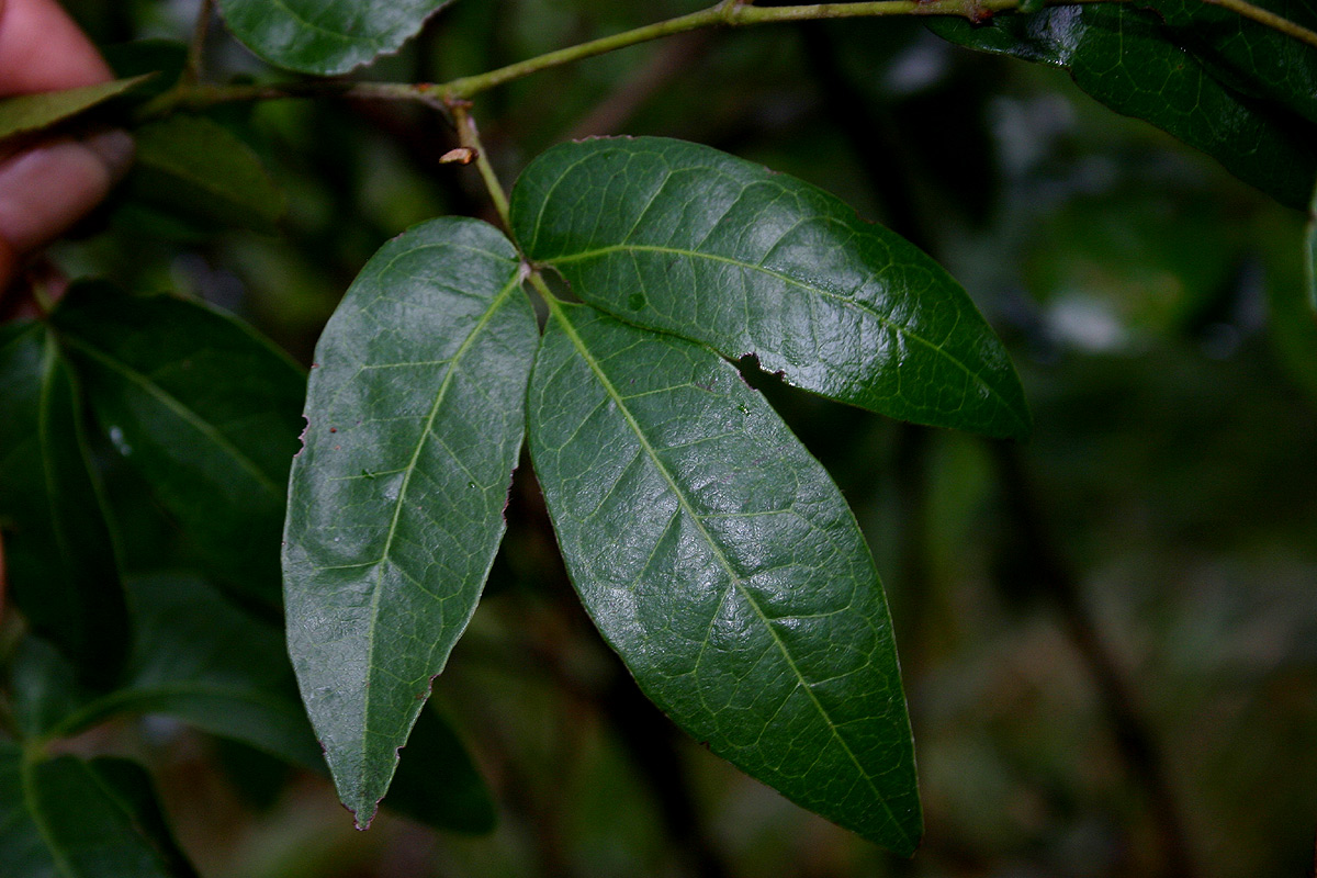 Rhoicissus revoilii