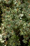 Rhoicissus revoilii