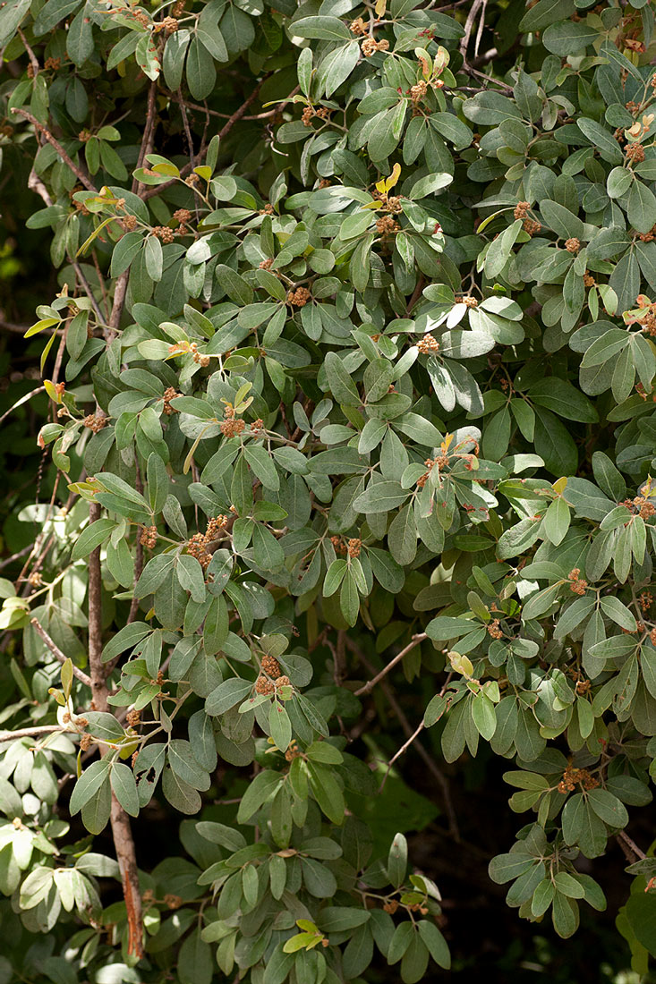Rhoicissus revoilii