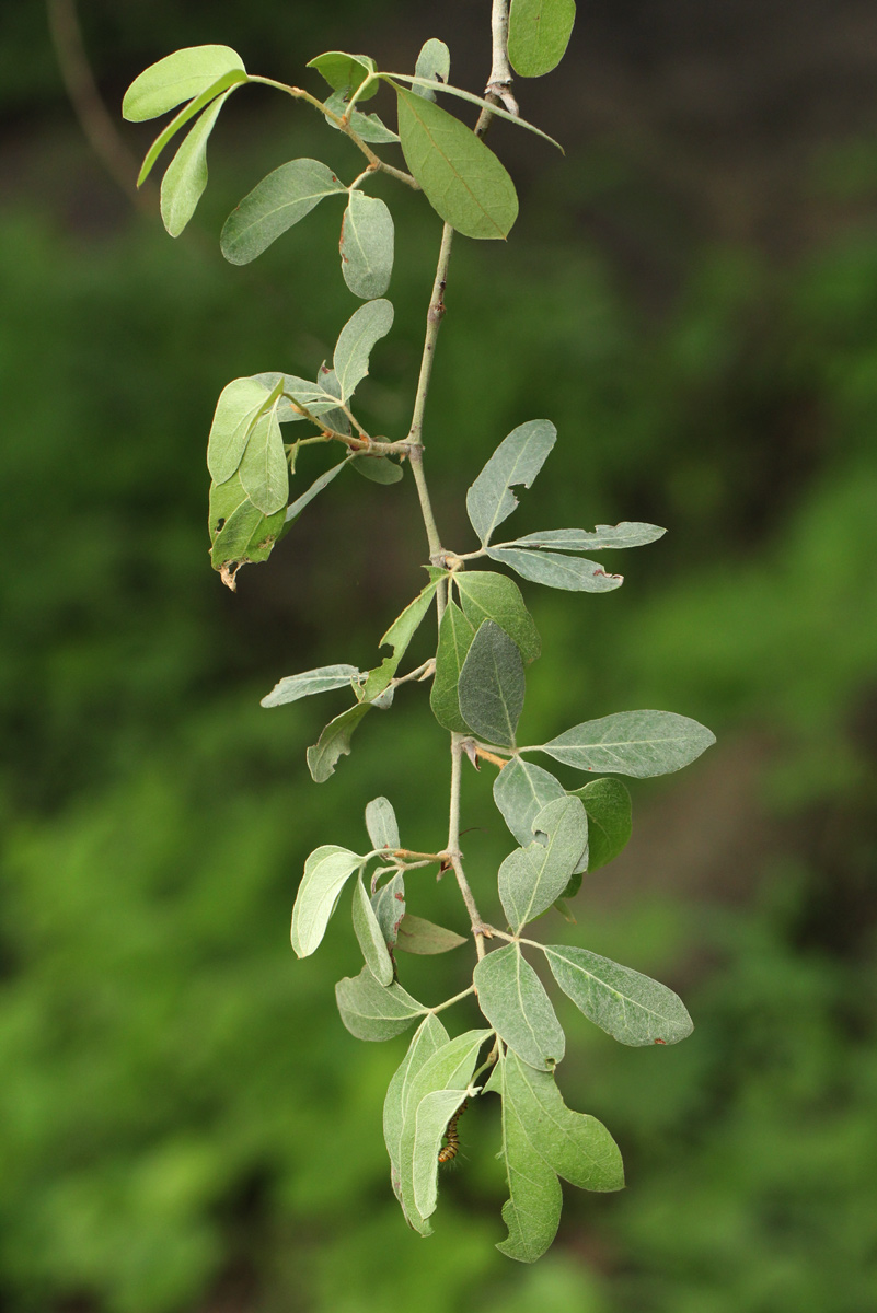 Rhoicissus revoilii