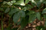 Rhoicissus revoilii