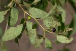 Rhoicissus revoilii