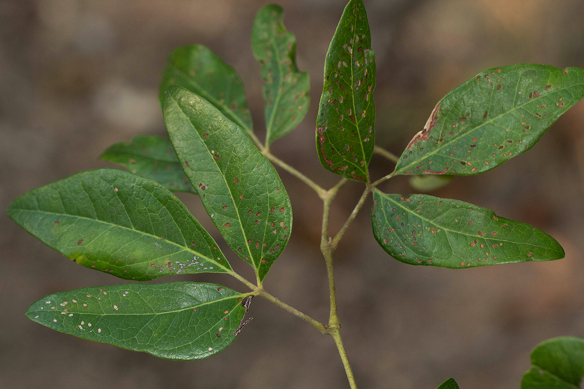Rhoicissus revoilii