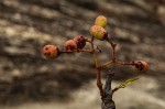 Cissus cornifolia