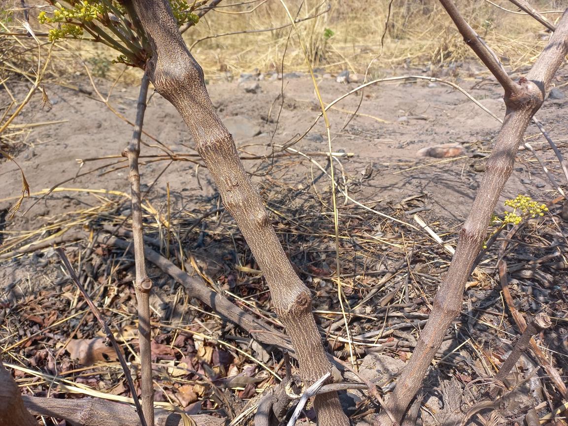 Cissus cornifolia