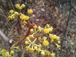 Cissus cornifolia